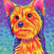 Yorkshire Terrier Art Print