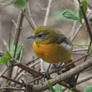 Young Baltimore Oriole Art Print