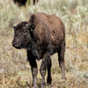 Young Bison At Yellowstone Art Print