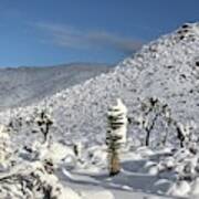 Yucca In The Snow Art Print