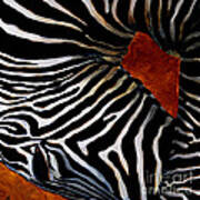 Zebra Art Print