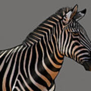 Zebra Portrait Art Print