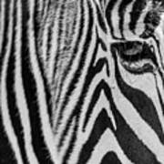 Zebra's Eye Art Print