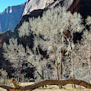 Zion National Park Riverside Trees Art Print