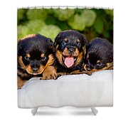 3 Rottweiler puppies Zip Pouch by James O Thompson - Fine Art America