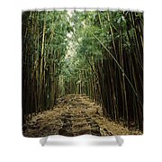Bamboo Forest, Oheo Gulch, Seven Sacred Photograph by Panoramic Images ...