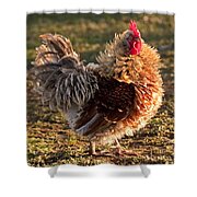 Frizzle Rooster Shower Curtain
