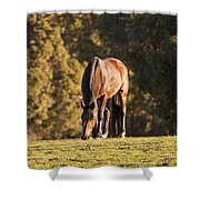 Grazing Horse At Sunset Shower Curtain by Michelle Wrighton