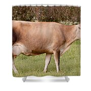 Jersey Cow In Pasture Shower Curtain