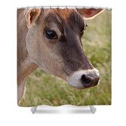 Jersey Cow Portrait Shower Curtain