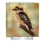 Kookaburra - Australian Bird Painting Shower Curtain