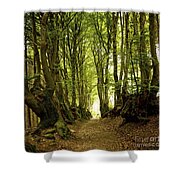 Path Lined Whit Old Beeches. Allier. Auvergne. France Metal Print by ...