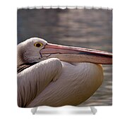 Pelican Shower Curtain