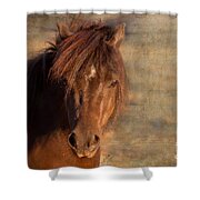 Shetland Pony At Sunset Shower Curtain by Michelle Wrighton
