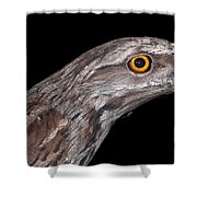 Tawny Frogmouth Shower Curtain