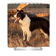 Border Collie At Sunset Shower Curtain by Michelle Wrighton