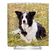 Border Collie In Field Of Yellow Flowers Shower Curtain by Michelle Wrighton