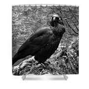 Nevermore - Black And White Shower Curtain