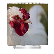 White Rooster Shower Curtain