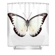 White butterfly species Appias lyncida #1 Painting by Pablo Romero - Pixels