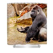 https://render.fineartamerica.com/images/rendered/small/shower-curtain/images/artworkimages/medium/1/gorilla-sitting-upright-holding-his-hand-up-nick-biemans.jpg?transparent=0&targetx=-152&targety=0&imagewidth=1092&imageheight=819&modelwidth=787&modelheight=819&backgroundcolor=D1A96A&orientation=0&producttype=showercurtain&imageid=979272