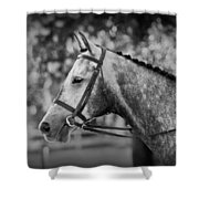 Grey Show Horse In Black And White Shower Curtain by Michelle Wrighton