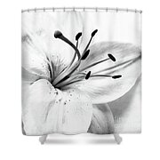 High Key Lily Black and White Floral Nat - Photograph Ebern Designs Format: Unframed, Size: 12 H x 18 W x 0.01 D