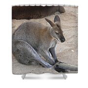 Kangaroo Aboriginal Shower Curtain Abstract Ornate Kangaroo 