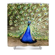 Peacock With Feathers Open Ornament by Cynthia Woods - Pixels