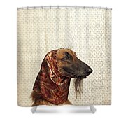 Afghan Hound Wearing Scarf Photograph by Dtp - Fine Art America
