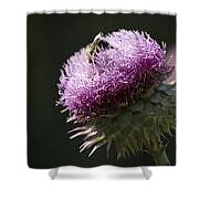 Bee On Thistle Shower Curtain