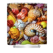 Colorful Piles Of Seashells Photograph by Garry Gay - Pixels