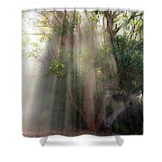 Lightbeams through tree Shower Curtain Lightbeams through tree Shower Curtain