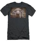 Hay Ewe Men's T-Shirt (Athletic Fit)