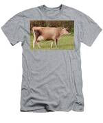 Jersey Cow In Pasture Men's T-Shirt (Athletic Fit)