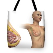 Cutaway View Of Female Breast #1 Digital Art by Leonello Calvetti - Pixels