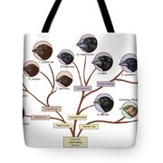 Finch Family Tree, Illustration #1 Spiral Notebook by Spencer Sutton - Fine  Art America