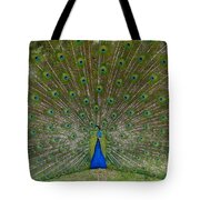 Colorful Peacock Feathers Photograph by Denise Mazzocco - Fine Art America