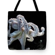 Common Octopus Photograph by Jean-Michel Labat - Fine Art America