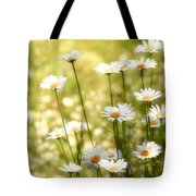 Daisies Photograph by Angie Rea - Fine Art America