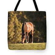Grazing Horse At Sunset Tote Bag by Michelle Wrighton