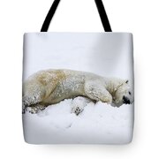 polar bear Ursus maritimus Photograph by Lilach Weiss - Fine Art America