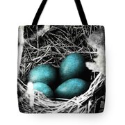 Robin's Nest Photograph by Cassie Peters - Fine Art America