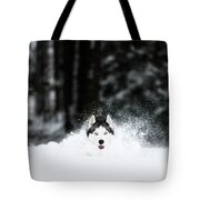 Siberian Husky Is Running In The Snow iPhone 12 Pro Max Case by Adam Kokot  - Pixels