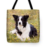Border Collie In Field Of Yellow Flowers Tote Bag by Michelle Wrighton