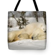 Polar Bear With Cub In Snow Photograph by Robert Brown - Fine Art America