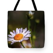 Chamomile flowers - delicate flowers with a pleasant aroma one of the ...
