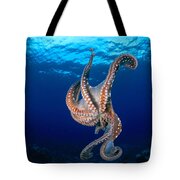 Kosrae, Day Octopus Photograph by Dave Fleetham - Printscapes - Fine ...