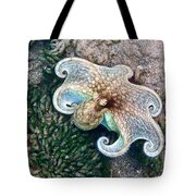 Octopus Color Change 2 Photograph by Annette Kirchgessner - Fine Art ...