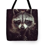 Reclusive Raccoon Photograph Photograph by Stephen Geisel | Fine Art ...